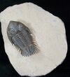 Beautiful Metacanthina (Asteropyge) Trilobite - #14948-3